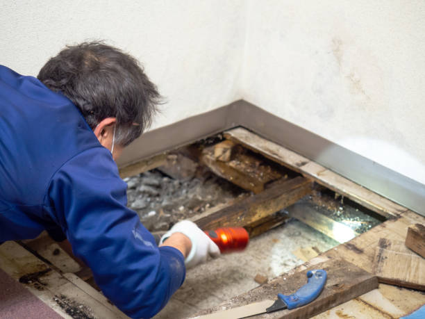 Best Black Mold Removal  in Kingston, NY