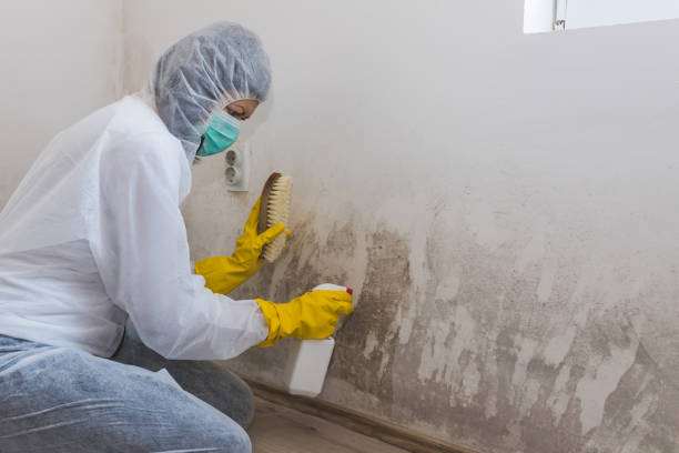 Certified Mold Removal in Kingston, NY