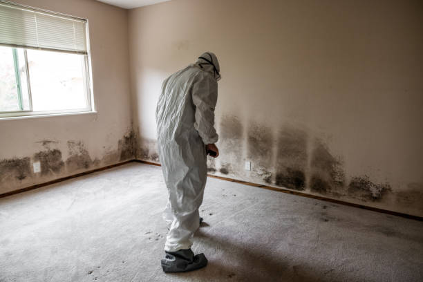 Mold Removal Process in Kingston, NY