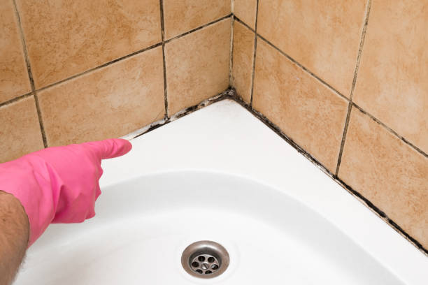 Best Office Mold Removal Services  in Kingston, NY